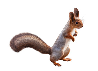 A red-haired european squirrel stands on its hind legs. Isolated on the white background © vesta48