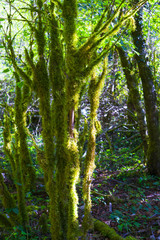 The tree is covered with MOSS