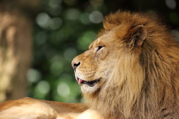 ライオン
