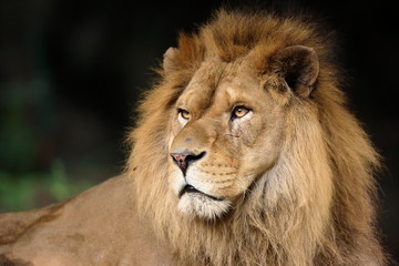 ライオン © sand555