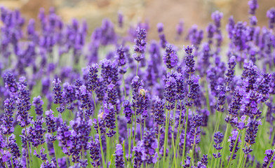 Obraz na płótnie Canvas Soft focus on lavender flower, beautiful lavender flower