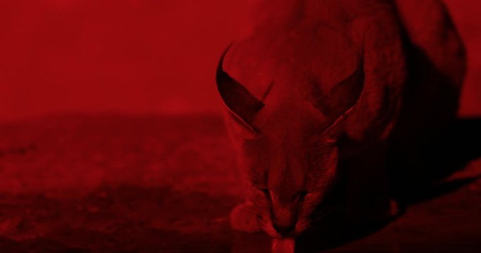 Caracal, African lynx in waterhole, Etocha National Park in Namibia. Red light in the night. Big elephants drinking water, animal behaviour. Wildlife scene from nature. Safari in Africa.