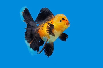 Beautiful Orange-Black Color of Oranda Goldfish (Carassius auratus) in glass tank on blue...