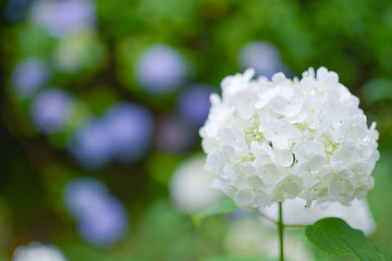 Beautiful white innocent hydrangea in bright garden for wallpaper/postcards/wedding bouquet. On spring/early summer