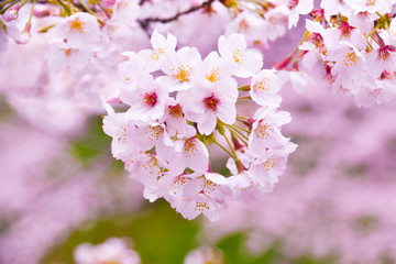 Japan's amazing landscape for wallpaper. Pastel pink / white cherry blossoms (sakura) blooming in spring in bright sunny day with blue sky