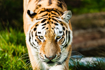 An Amur Tiger which is the largest and lightest coloured of the tiger sub-species and the largest cats in the world	