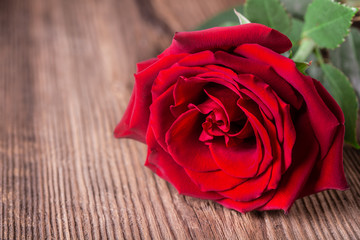 Single red rose on wooden background with copyspace.