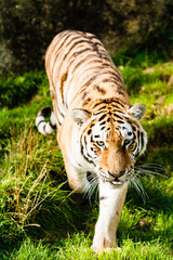 An Amur Tiger which is the largest and lightest coloured of the tiger sub-species and the largest cats in the world	