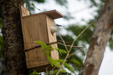 The Bali myna (Leucopsar rothschildi), also known as Rothschild's mynah, Bali starling, or Bali mynah, locally known as jalak Bali