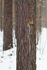 Pine bark background