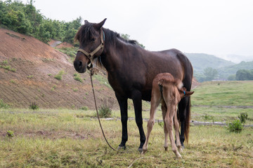 Grazing horse and foal