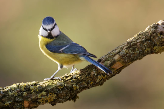 M&eacute;sange bleue