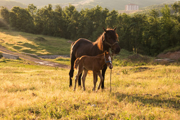 Grazing horse and foal