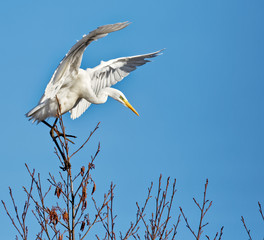 La grande aigrette