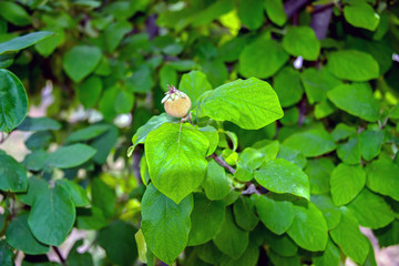 Айва на ветке