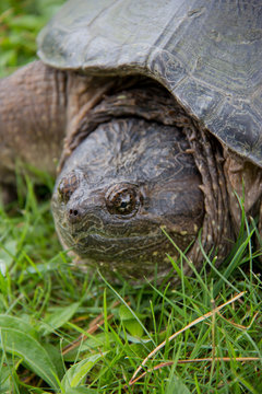 Snapping Turtle