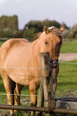 horse on the grassland