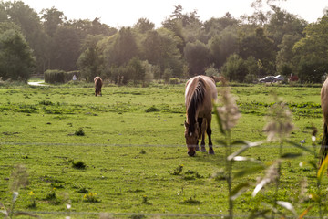 horses on the grassland