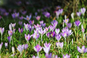 Purple crocus flowers on spring law. First flowers in german garden. Selected focus