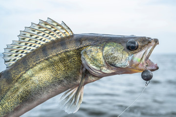 Zander fishing. Caught walleye fish trophy above water