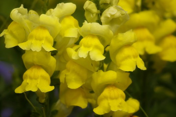 Löwenmäulchen viele gelb 2019190 Löwenmäuler,