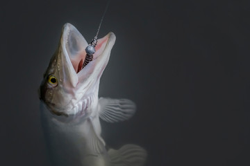 Close-up of caught pike fish trophy in water. Fishing background