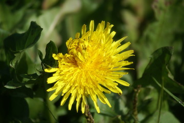 Löwenzahn seitlich gewöhnlicher 2019160
