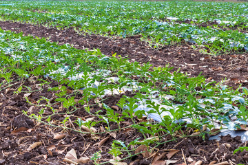 Green leaf watermelon plant.