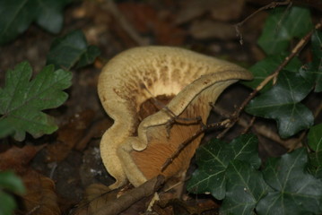 Pilz groß gefaltet 2019172