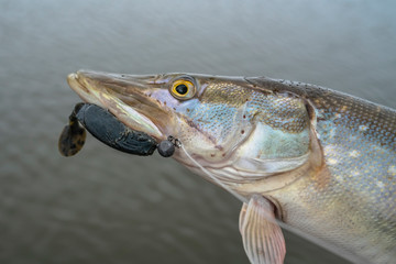 Caught pike fish trophy above water. Close-up fishing background