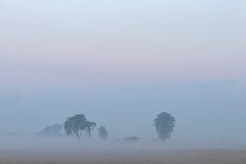 Fog over rice fields and trees.