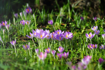 Purple crocus flowers on grass law. Springtime in german park.