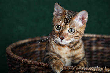 Cute Bengal Cat in Basket Close up