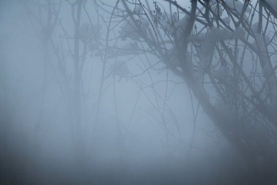 Misty background, atmosphere of Silent Hill, winter fog