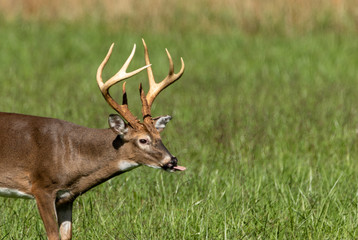 White tailed deer sticking out toungue