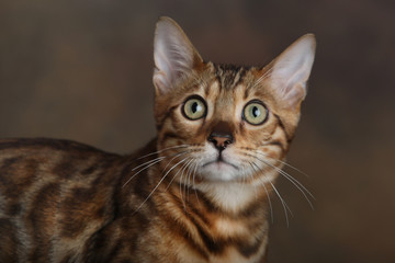 Obraz premium Big Eyes Bengal Cat Close up