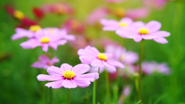 cosmos pink blooming flower with green leaves or leaf on nature garden or beautiful meadow and winter blossom or flora festival with warm sunny or sunlight on horizontal picture