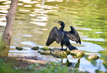 Cormorant  a large diving bird with a long neck, long hooked bill, short legs, and mainly dark plumage. Cormorant dries its wings.