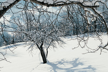 Fototapeta na wymiar Animal footprints in deep snow, sunny day, beautiful blue shadows from tree. Winter rural landscape