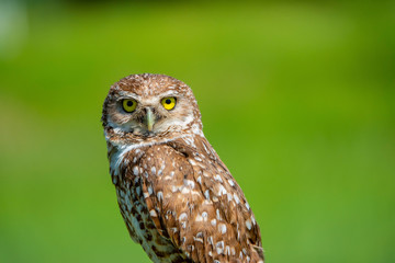 Burrowing Owl