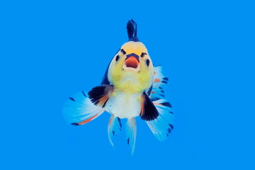 Beautiful Oranda Goldfish (Carassius auratus) White-black Color with red cap in glass tank on blue background, aquarium pet fish in Thailand, fish action alike angry bird cartoon.