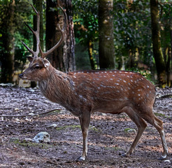 Sika deer male also known as the spotted deer or the Japanese deer. Latin name - Cervus nippon