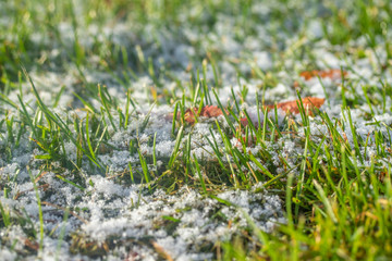 green grass snow blurred background bokeh