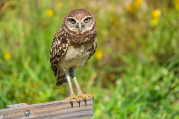 Burrowing Owl