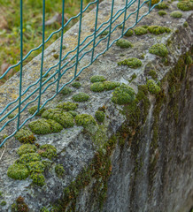 close-up of a low wall with  bubble-shaped moss /