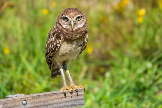 Burrowing Owl