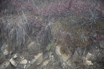 frozen plants wonderland scenery. Fog and Mist background and stones in the center.