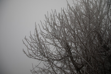 hard rime, frozen tree winter wonderland scenery. freezing fog and Mist background. moisture forming ice.