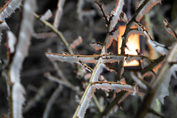 hard rime, frozen tree winter wonderland scenery. freezing fog and Mist background. with hanging lantern view in the night.