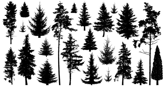 Silhouette of pine trees. Set of forest trees isolated on white background. Collection coniferous evergreen forest trees. Christmas tree, fir-tree, pine, pine-tree, Scotch fir, cedar
